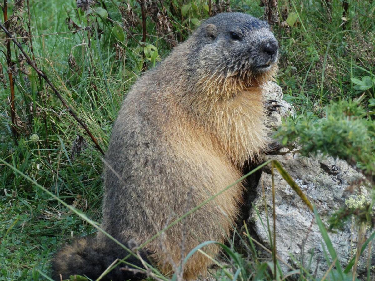 La P'Tite Marmotte Lejlighed Gavarnie Eksteriør billede